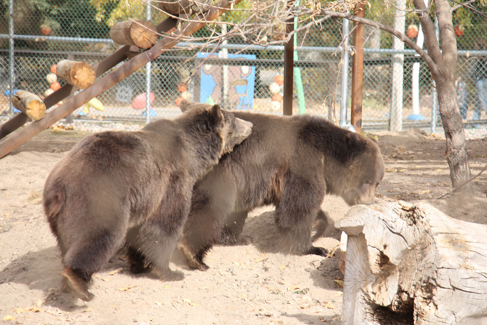 IMG_0212RDC Bear Exhibit.jpg